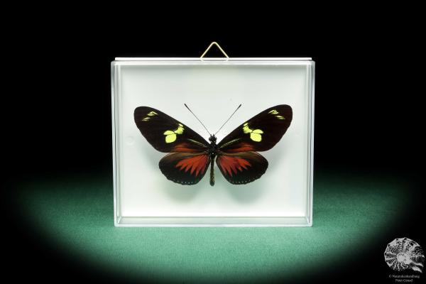 Heliconius doris (18462) a butterfly from Colombia | Taxidermy | Butterflies