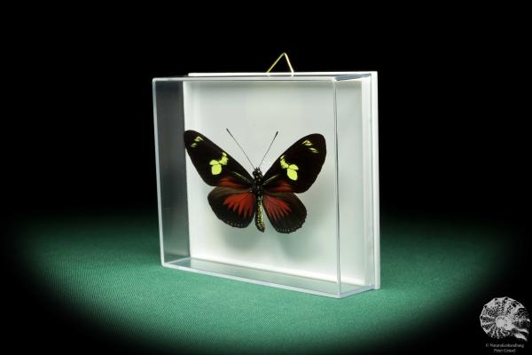 Heliconius doris (18462) a butterfly from Colombia | Taxidermy | Butterflies