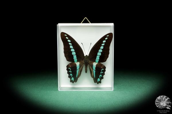 Graphium milon (18501) ein Schmetterling aus Indonesien | Präparate | Schmetterlinge