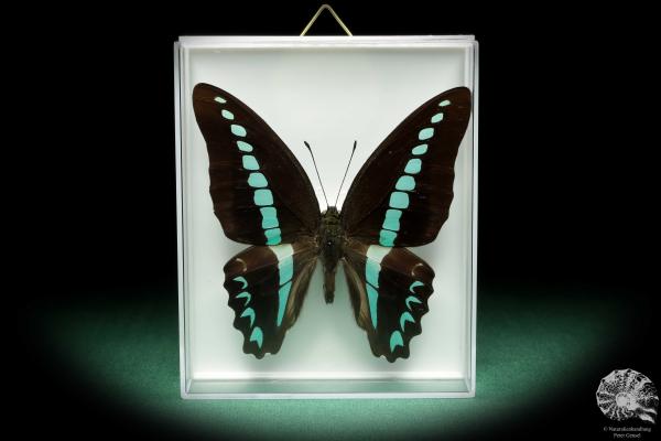 Graphium milon (18501) ein Schmetterling aus Indonesien | Präparate | Schmetterlinge