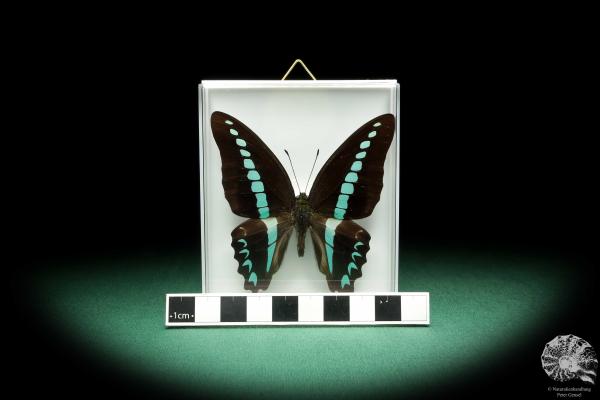 Graphium milon (18501) ein Schmetterling aus Indonesien | Präparate | Schmetterlinge