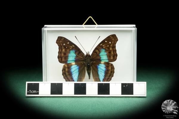 Doxocopa laurentia (18539) a butterfly from Peru | Taxidermy | Butterflies