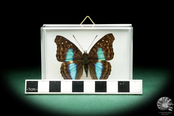 Doxocopa laurentia ein Schmetterling