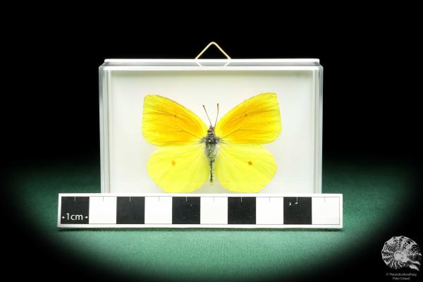 Gonepteryx cleopatra (18542) ein Schmetterling aus Südeuropa | Präparate | Schmetterlinge