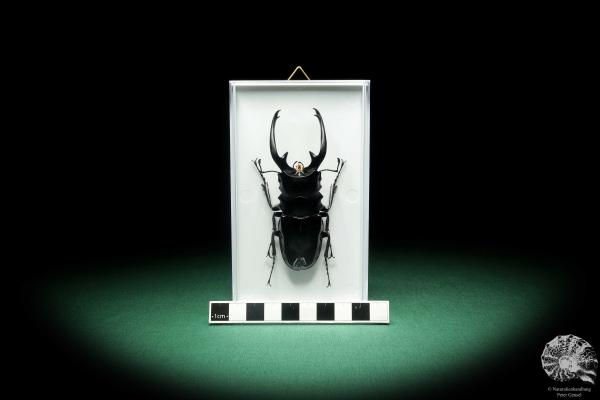 Odontolabis dalmani intermedia (18561) a beetle from Philippines | Taxidermy | Beetles