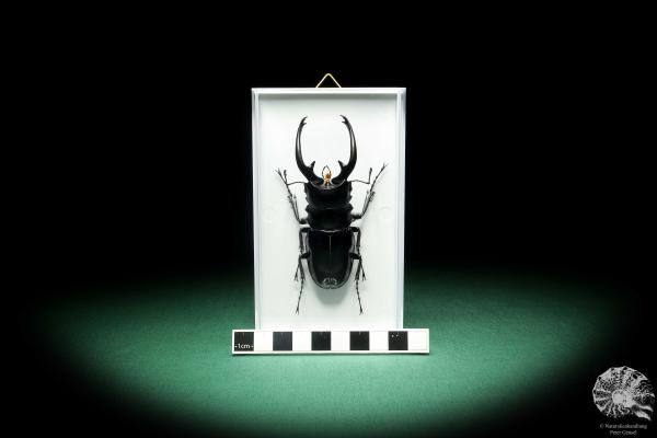 Odontolabis dalmani intermedia (18562) a beetle from Philippines | Taxidermy | Beetles