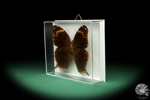 Opoptera arsippe (18578) a butterfly from South America | Taxidermy | Butterflies