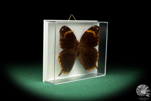 Opoptera arsippe (18578) a butterfly from South America | Taxidermy | Butterflies