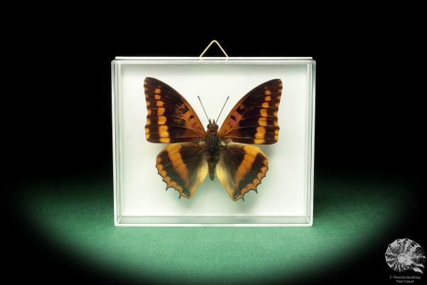 Charaxes lucretius (18589) a butterfly from Africa | Taxidermy | Butterflies