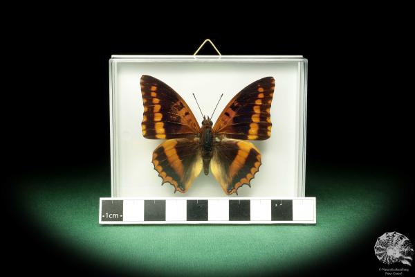 Charaxes lucretius (18589) a butterfly from Africa | Taxidermy | Butterflies