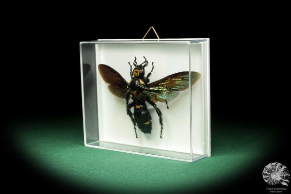 Megascolia procer (18592) a insect from Southeast Asia | Taxidermy | Other Insects