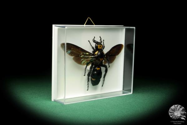 Megascolia procer (18592) a insect from Southeast Asia | Taxidermy | Other Insects