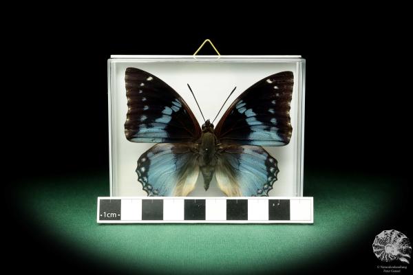 Charaxes smaragdalis ein Schmetterling