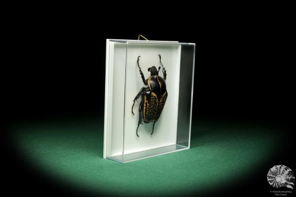 Fornasinius fornasini (18615) a beetle from East Africa | Taxidermy | Beetles