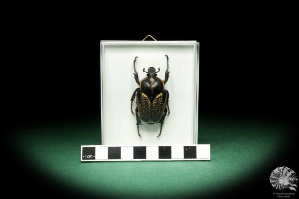 Fornasinius fornasini (18615) a beetle from East Africa | Taxidermy | Beetles