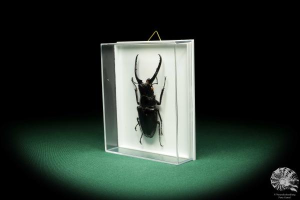 Prosopocoilus confucius (18617) a beetle from North Vietnam | Taxidermy | Beetles