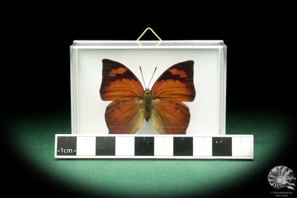 Fountainea eurypyle (18634) a butterfly from South America | Taxidermy | Butterflies