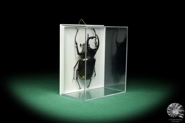 Chalcosoma atlas (18663) a beetle from Indonesia | Taxidermy | Beetles