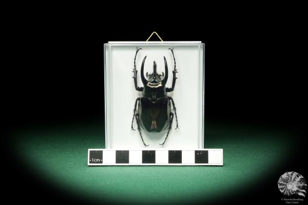 Chalcosoma atlas (18663) a beetle from Indonesia | Taxidermy | Beetles