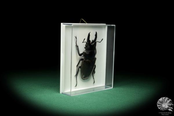 Odontolabis dalmani (18665) a beetle from Indonesia | Taxidermy | Beetles