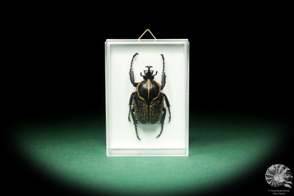 Fornasinius fornasini (18675) a beetle from East Africa | Taxidermy | Beetles