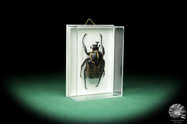 Fornasinius fornasini (18675) a beetle from East Africa | Taxidermy | Beetles