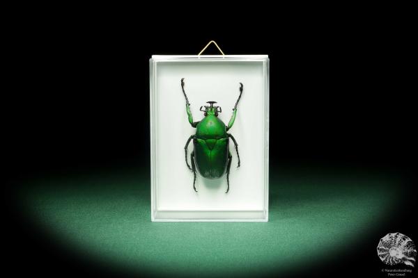 Dicronorhina micans (18685) a beetle from Africa | Taxidermy | Beetles