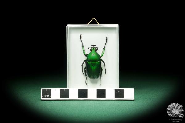 Dicronorhina micans (18685) a beetle from Africa | Taxidermy | Beetles