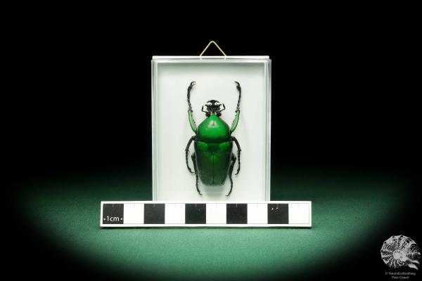 Dicronorhina micans (18690) a beetle from Africa | Taxidermy | Beetles