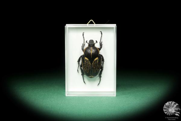 Fornasinius fornasini (18694) a beetle from East Africa | Taxidermy | Beetles