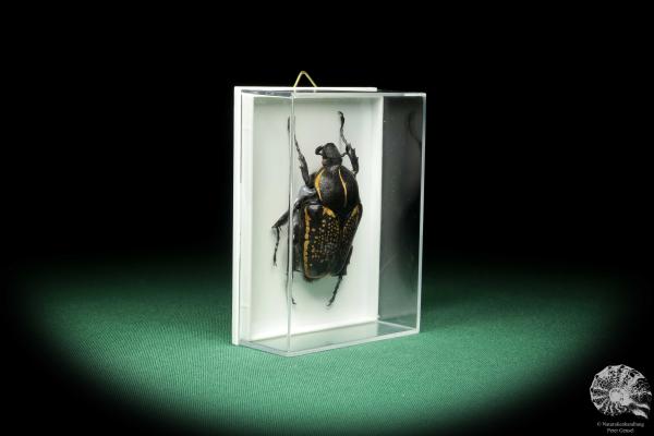 Fornasinius fornasini (18694) a beetle from East Africa | Taxidermy | Beetles