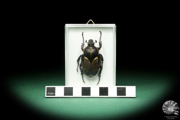 Fornasinius fornasini (18694) a beetle from East Africa | Taxidermy | Beetles