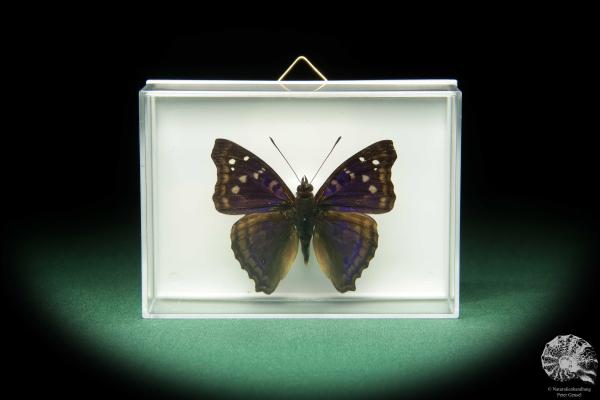 Doxocopa elis (18709) a butterfly from South America | Taxidermy | Butterflies