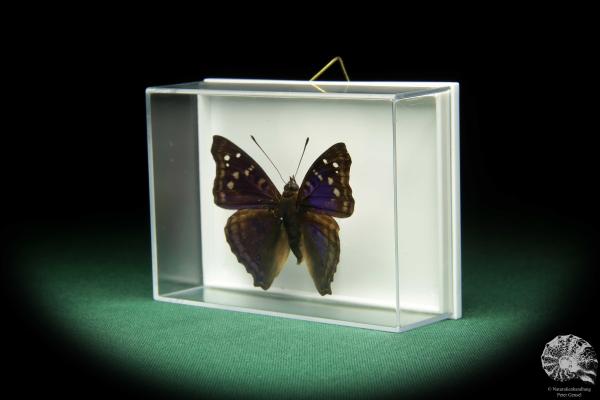 Doxocopa elis (18709) a butterfly from South America | Taxidermy | Butterflies