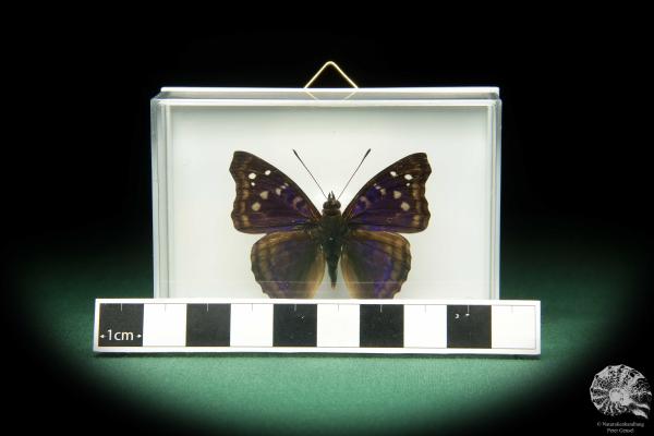 Doxocopa elis (18709) ein Schmetterling aus Südamerika | Präparate | Schmetterlinge