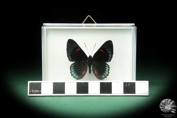 Necyria bellona (18716) ein Schmetterling aus Ecuador | Präparate | Schmetterlinge