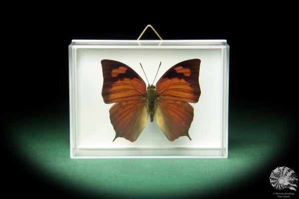 Anaea chrysophana tehuana (18731) a butterfly from North America | Taxidermy | Butterflies