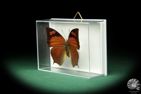 Anaea chrysophana tehuana (18731) a butterfly from North America | Taxidermy | Butterflies