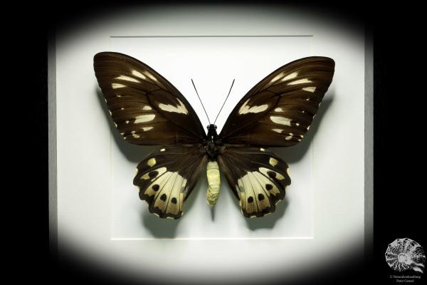 Ornithoptera priamus poseidon ein Schmetterling