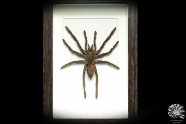 Citharacanthus spinicrus (18767) a arachnid from Caribbean | Taxidermy | Spiders & Scorpions