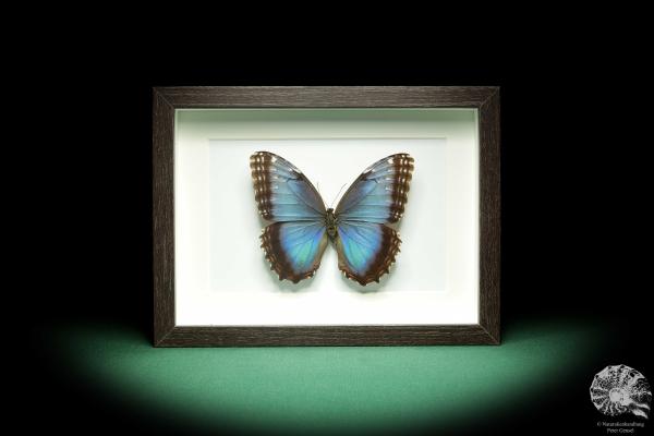 Morpho helenor (18771) a butterfly from Costa Rica | Taxidermy | Butterflies