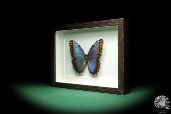 Morpho helenor (18771) a butterfly from Costa Rica | Taxidermy | Butterflies