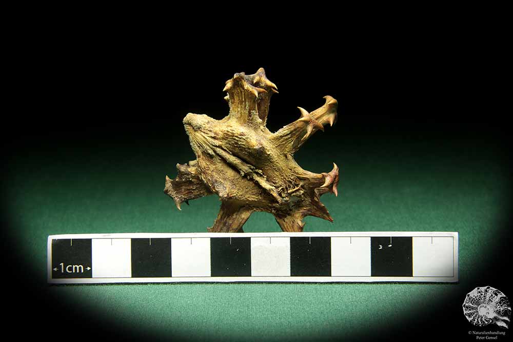 Harpagophytum procumbens (18838) a dried fruit from South Africa | Dried fruit