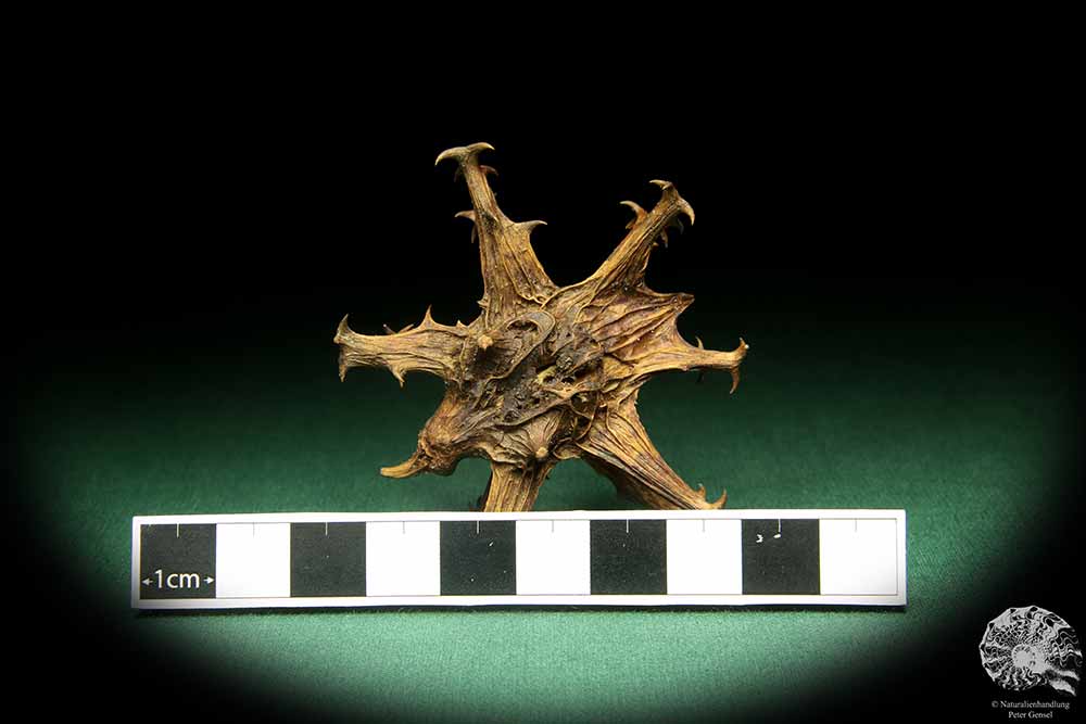 Harpagophytum procumbens (18856) a dried fruit from South Africa | Dried fruit