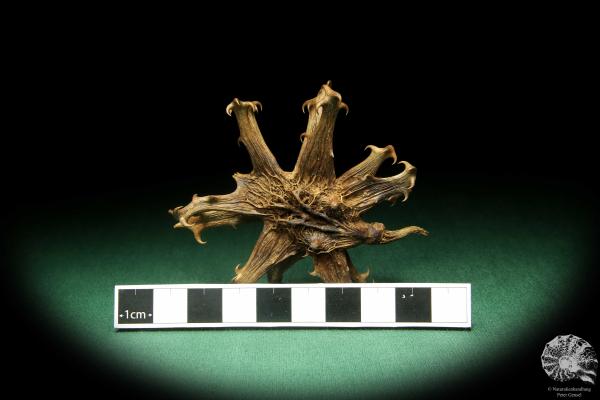 Harpagophytum procumbens (18865) a dried fruit from South Africa | Dried fruit