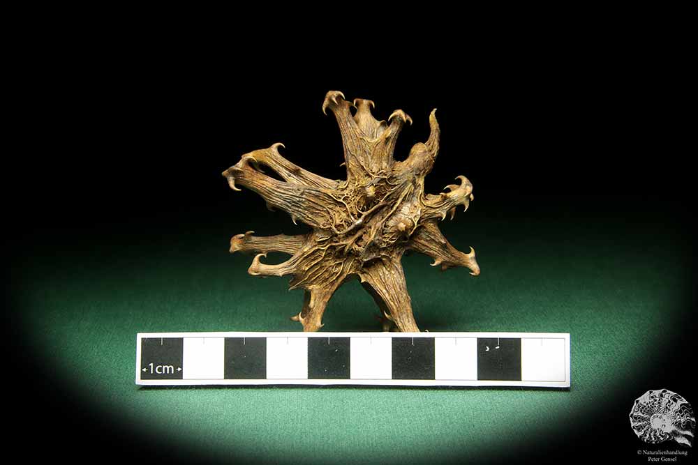 Harpagophytum procumbens (18873) a dried fruit from South Africa | Dried fruit