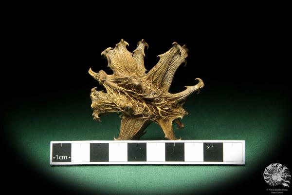 Harpagophytum procumbens (18876) a dried fruit from South Africa | Dried fruit