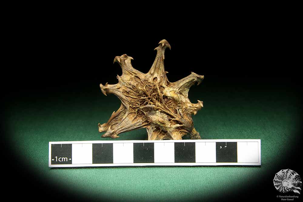 Harpagophytum procumbens (18879) a dried fruit from South Africa | Dried fruit