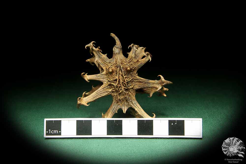 Harpagophytum procumbens (18884) a dried fruit from South Africa | Dried fruit