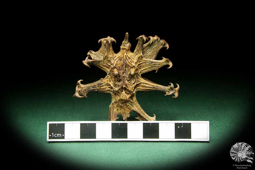 Harpagophytum procumbens (18885) a dried fruit from South Africa | Dried fruit